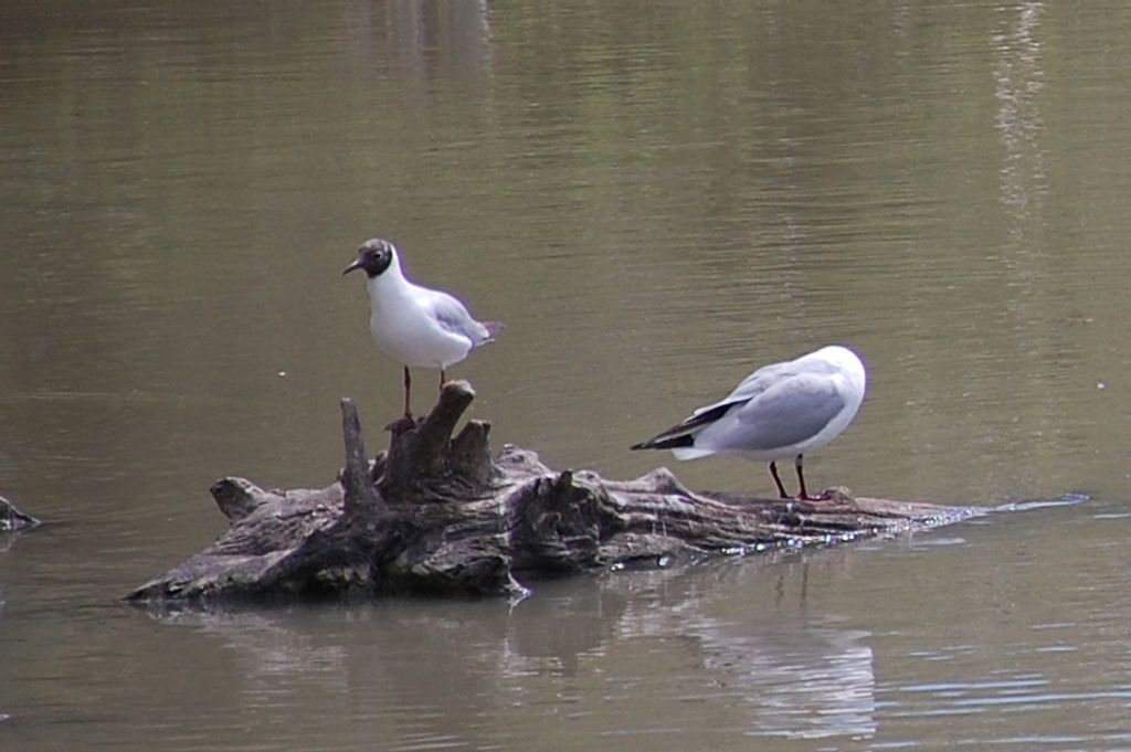 Uccelli della Camargue - 8 - gabbiano comune